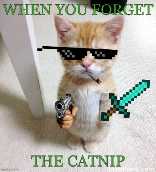 When you forget the catnip | WHEN YOU FORGET; THE CATNIP | image tagged in memes,cute cat | made w/ Imgflip meme maker