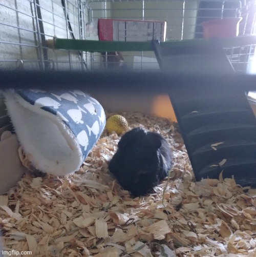 I think my guinea pig was expecting me | made w/ Imgflip meme maker