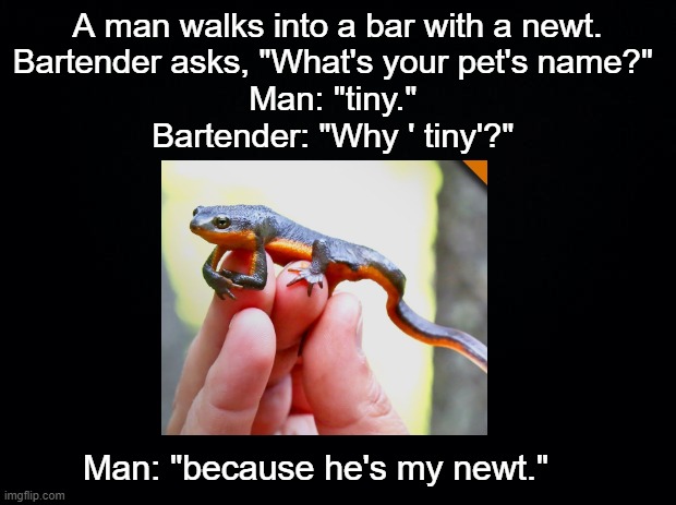 My Newt | A man walks into a bar with a newt.
Bartender asks, "What's your pet's name?" 
Man: "tiny." 
Bartender: "Why ' tiny'?"; Man: "because he's my newt." | image tagged in black background,tiny,pun,amphibia | made w/ Imgflip meme maker