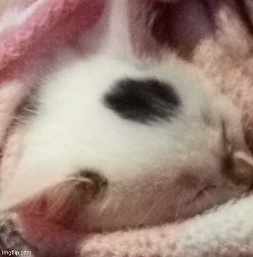 Fun Fcta's: dis is mah New kitty :] | made w/ Imgflip meme maker