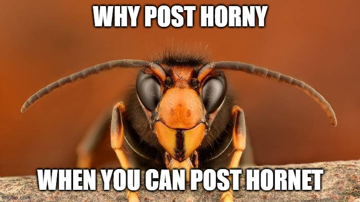 Murder Hornet | WHY POST HORNY WHEN YOU CAN POST HORNET | image tagged in murder hornet | made w/ Imgflip meme maker