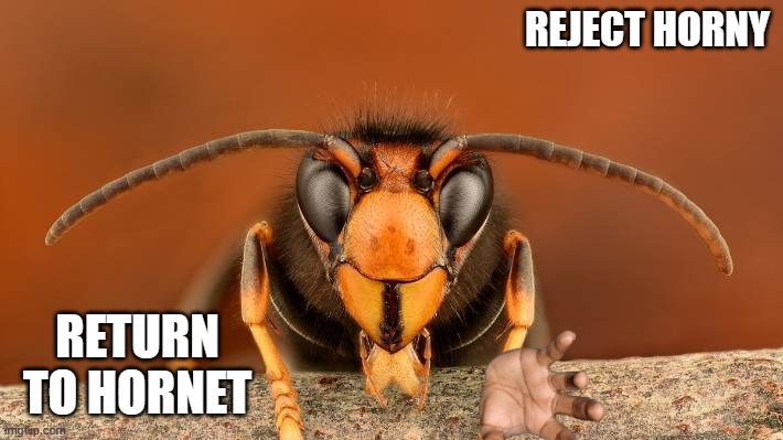 Reject Horny, return to hornet | REJECT HORNY; RETURN TO HORNET | image tagged in murder hornet | made w/ Imgflip meme maker