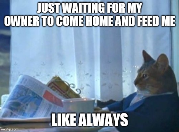 feed me | JUST WAITING FOR MY OWNER TO COME HOME AND FEED ME; LIKE ALWAYS | image tagged in memes,i should buy a boat cat | made w/ Imgflip meme maker