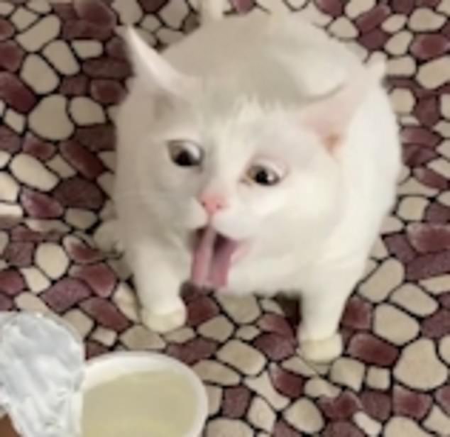 High Quality Cat gagging Blank Meme Template