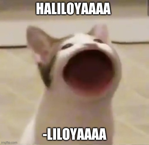 Pog cat | HALILOYAAAA; -LILOYAAAA | image tagged in pog cat | made w/ Imgflip meme maker