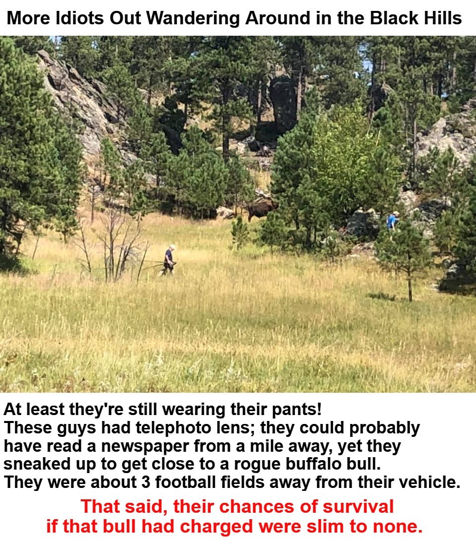 Dances With Buffalo | image tagged in iowa,idiots out wandering around,rogue one,buffalo bull,buffalo,dances with buffalo | made w/ Imgflip meme maker