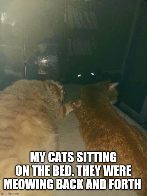 Cat | MY CATS SITTING ON THE BED. THEY WERE MEOWING BACK AND FORTH | image tagged in cat | made w/ Imgflip meme maker