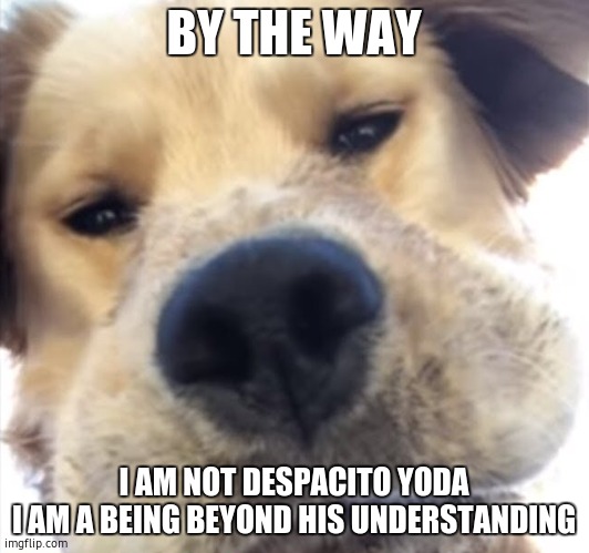 Doggo bruh | BY THE WAY; I AM NOT DESPACITO YODA
I AM A BEING BEYOND HIS UNDERSTANDING | image tagged in doggo bruh | made w/ Imgflip meme maker