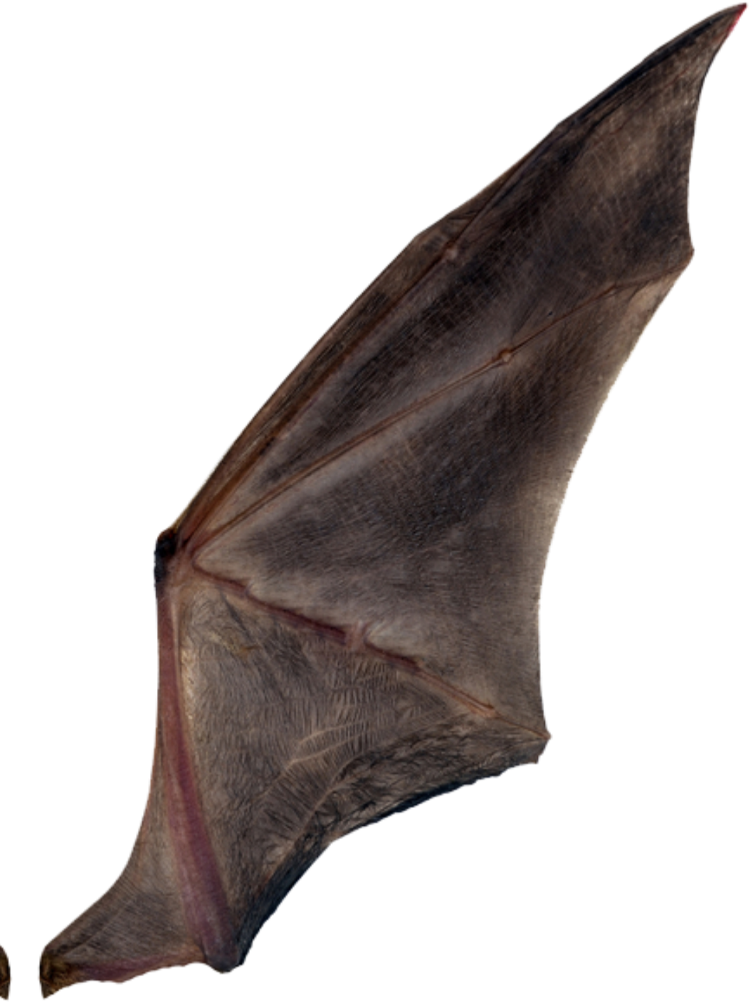 Wing Blank Meme Template