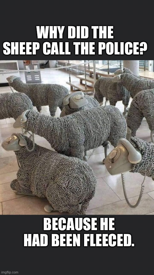 Sheep Pun |  WHY DID THE SHEEP CALL THE POLICE? BECAUSE HE HAD BEEN FLEECED. | image tagged in puns,sheep | made w/ Imgflip meme maker