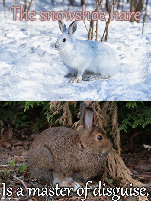 In Alaska there was one who ate lettuce from my hand. | The snowshoe hare; Is a master of disguise. | image tagged in animals,fur,colors | made w/ Imgflip meme maker