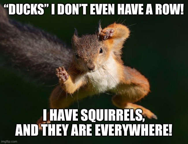 Annas squirrel infestation | “DUCKS” I DON’T EVEN HAVE A ROW! I HAVE SQUIRRELS, AND THEY ARE EVERYWHERE! | image tagged in memes | made w/ Imgflip meme maker