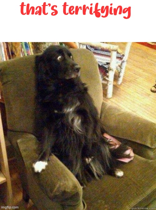 terrified dog | that's terrifying | image tagged in terrified dog | made w/ Imgflip meme maker