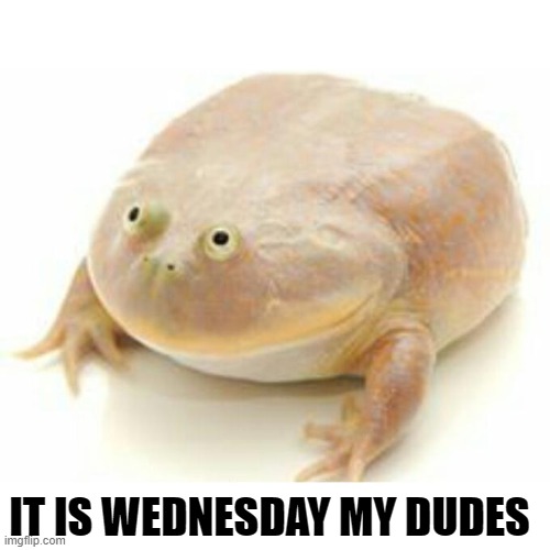 it is wednesday my dudes | IT IS WEDNESDAY MY DUDES | image tagged in wednesday frog | made w/ Imgflip meme maker