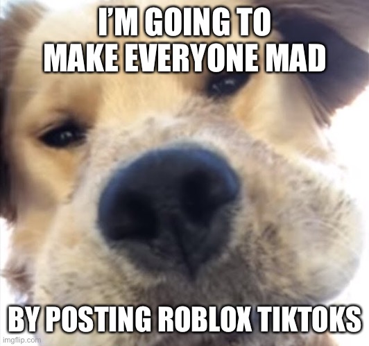 Doggo bruh | I’M GOING TO MAKE EVERYONE MAD; BY POSTING ROBLOX TIKTOKS | image tagged in doggo bruh | made w/ Imgflip meme maker