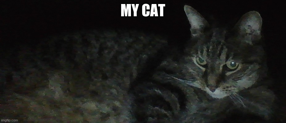 MY CAT | made w/ Imgflip meme maker