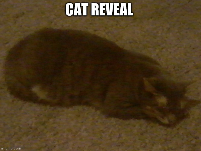 CAT REVEAL | made w/ Imgflip meme maker