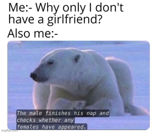 Error 404: Female not Found | image tagged in meme,polar bear,i am hilarious | made w/ Imgflip meme maker