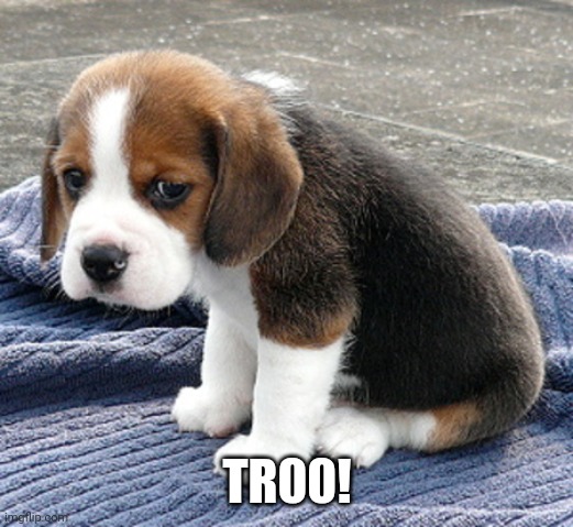 sad dog | TR00! | image tagged in sad dog | made w/ Imgflip meme maker
