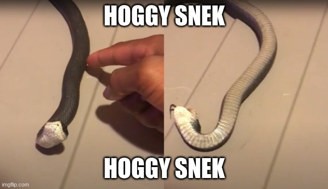 hoggy snek | HOGGY SNEK; HOGGY SNEK | image tagged in dramatically dying hognose sake without spacing | made w/ Imgflip meme maker