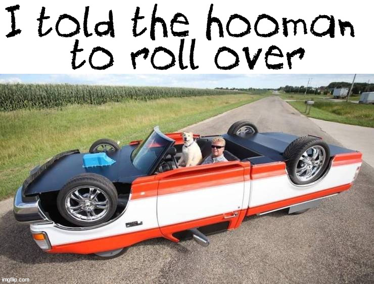 I told the hooman 
to roll over | image tagged in dogs | made w/ Imgflip meme maker