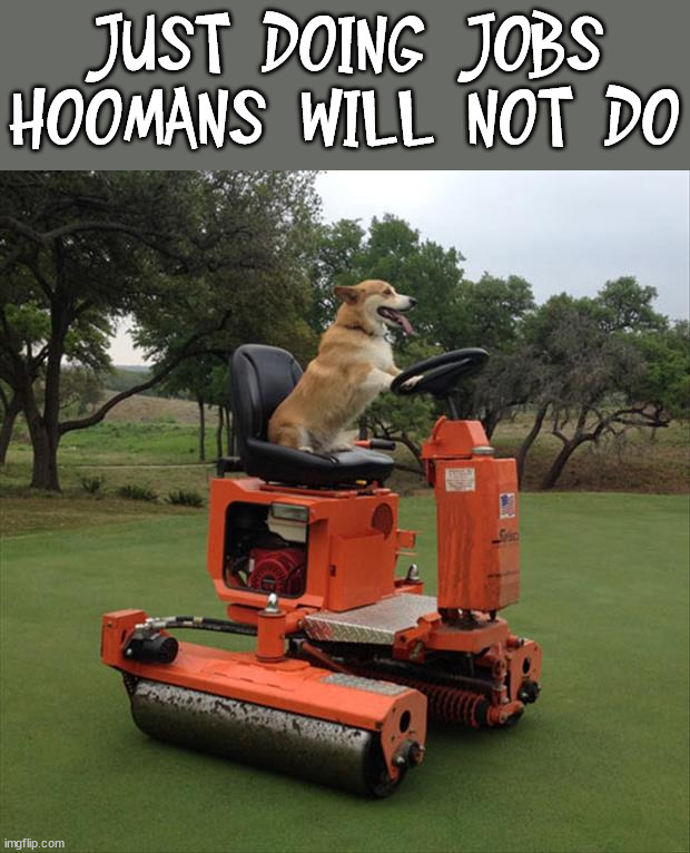JUST DOING JOBS HOOMANS WILL NOT DO | image tagged in dogs | made w/ Imgflip meme maker