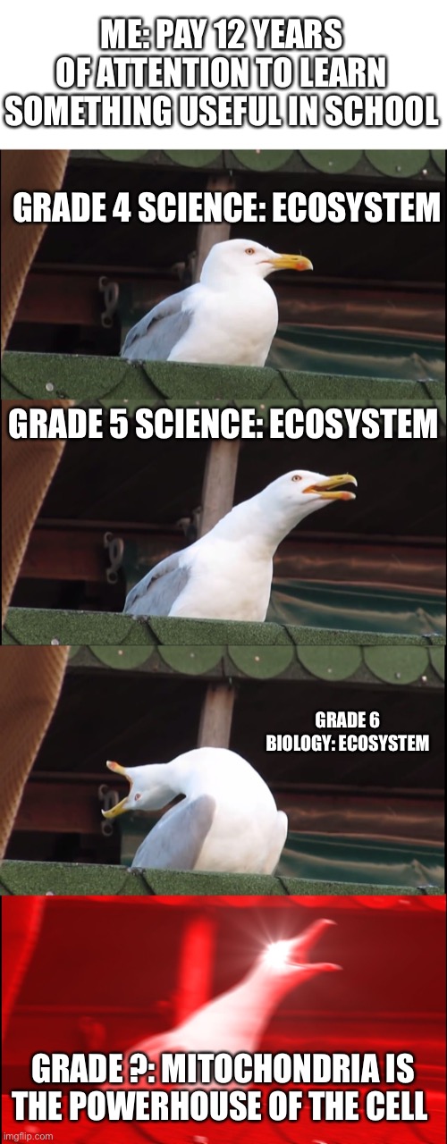relatable to school life. | ME: PAY 12 YEARS OF ATTENTION TO LEARN SOMETHING USEFUL IN SCHOOL; GRADE 4 SCIENCE: ECOSYSTEM; GRADE 5 SCIENCE: ECOSYSTEM; GRADE 6 BIOLOGY: ECOSYSTEM; GRADE ?: MITOCHONDRIA IS THE POWERHOUSE OF THE CELL | image tagged in memes,inhaling seagull | made w/ Imgflip meme maker