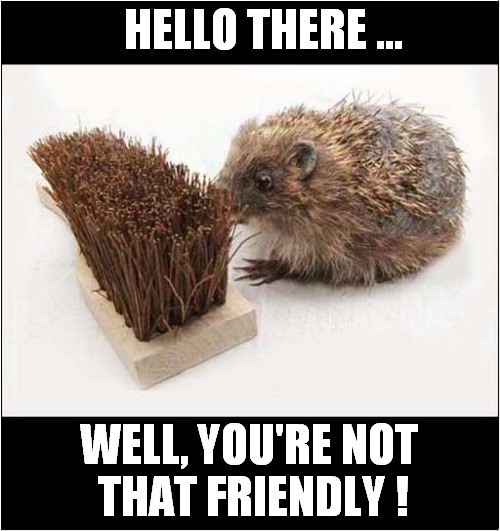 Hedgehogs Confusion | HELLO THERE ... WELL, YOU'RE NOT
 THAT FRIENDLY ! | image tagged in fun,hedgehog,brush,confusion | made w/ Imgflip meme maker
