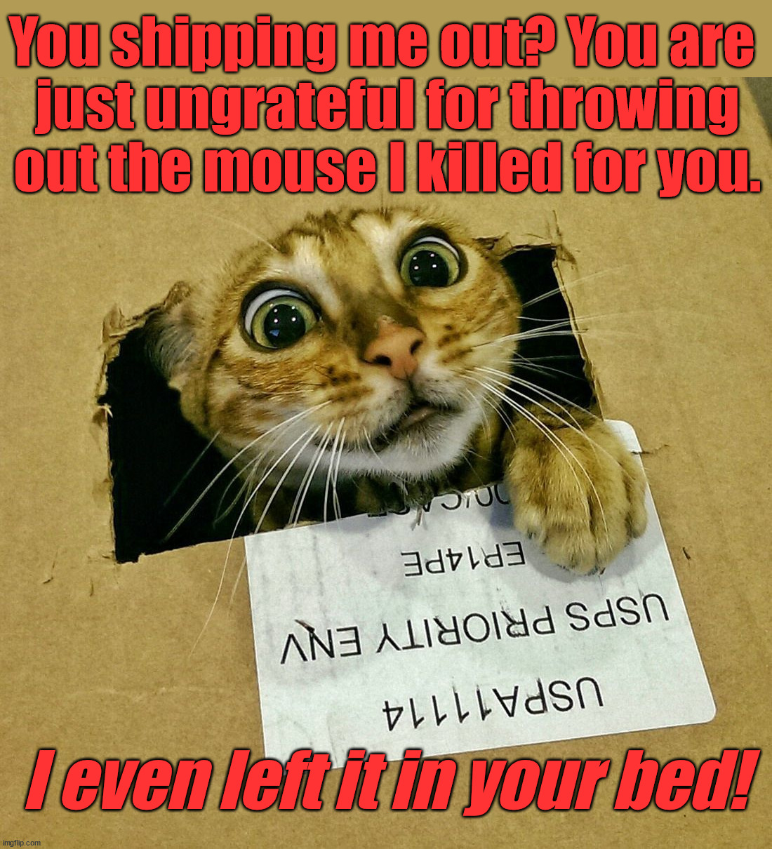 You shipping me out? You are 
just ungrateful for throwing out the mouse I killed for you. I even left it in your bed! | image tagged in cats | made w/ Imgflip meme maker