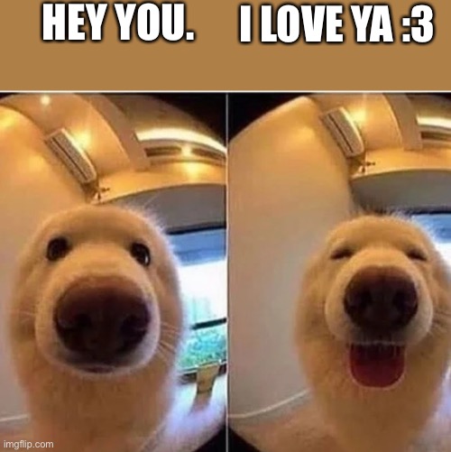 Pog moment? | HEY YOU. I LOVE YA :3 | image tagged in wholesome doggo | made w/ Imgflip meme maker