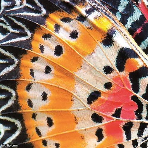 Closeup image of a butterfly's wing | image tagged in unfunny,beautiful | made w/ Imgflip meme maker