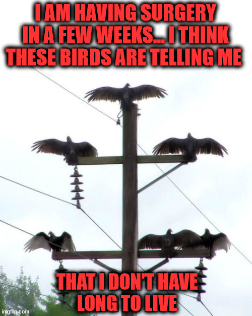 I really am having surgery in a few weeks | I AM HAVING SURGERY IN A FEW WEEKS... I THINK THESE BIRDS ARE TELLING ME; THAT I DON'T HAVE
LONG TO LIVE | image tagged in vulture,dark humor | made w/ Imgflip meme maker