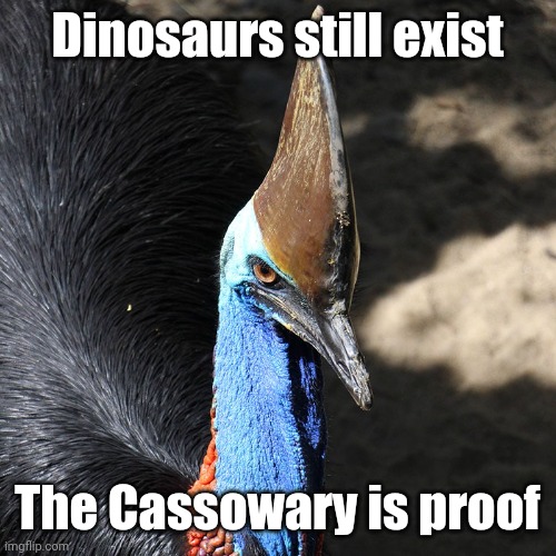 Dinosaurs still exist; The Cassowary is proof | made w/ Imgflip meme maker