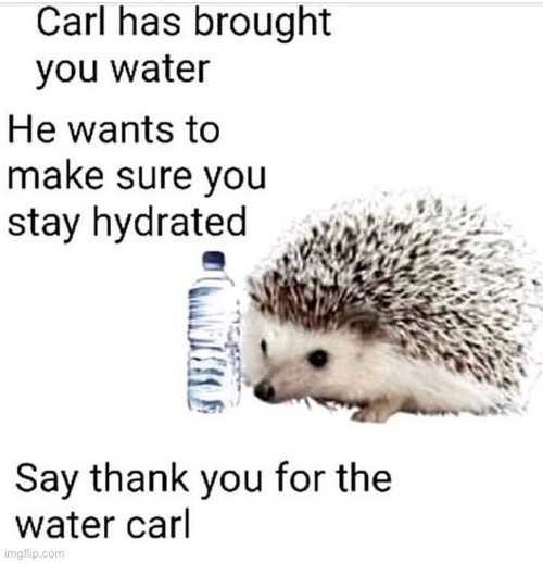 Let’s get Carl to number one, so he makes sure everyone’s hydrated! | image tagged in carl,hedgehog,water,wholesome | made w/ Imgflip meme maker