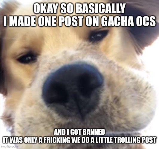 Doggo bruh | OKAY SO BASICALLY
I MADE ONE POST ON GACHA OCS; AND I GOT BANNED
IT WAS ONLY A FRICKING WE DO A LITTLE TROLLING POST | image tagged in doggo bruh | made w/ Imgflip meme maker