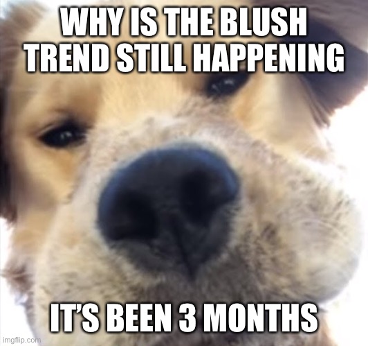 Doggo bruh | WHY IS THE BLUSH TREND STILL HAPPENING; IT’S BEEN 3 MONTHS | image tagged in doggo bruh | made w/ Imgflip meme maker