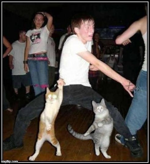 dancin'cats | image tagged in dancin'cats | made w/ Imgflip meme maker