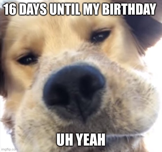 Doggo bruh | 16 DAYS UNTIL MY BIRTHDAY; UH YEAH | image tagged in doggo bruh | made w/ Imgflip meme maker