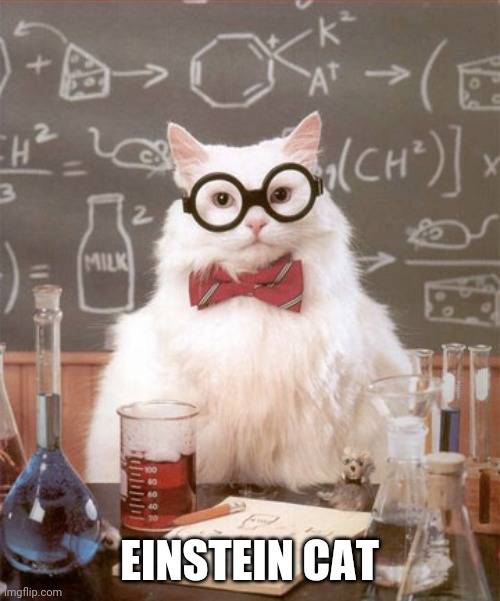 Science Cat Physics | EINSTEIN CAT | image tagged in science cat physics | made w/ Imgflip meme maker