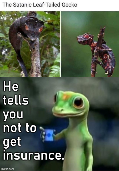 He tells you not to get insurance. | image tagged in geico gecko | made w/ Imgflip meme maker