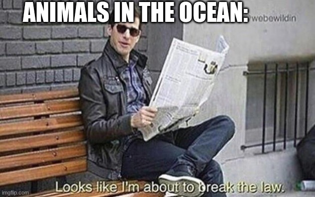 Looks like i'm about to break the law | ANIMALS IN THE OCEAN: | image tagged in looks like i'm about to break the law | made w/ Imgflip meme maker