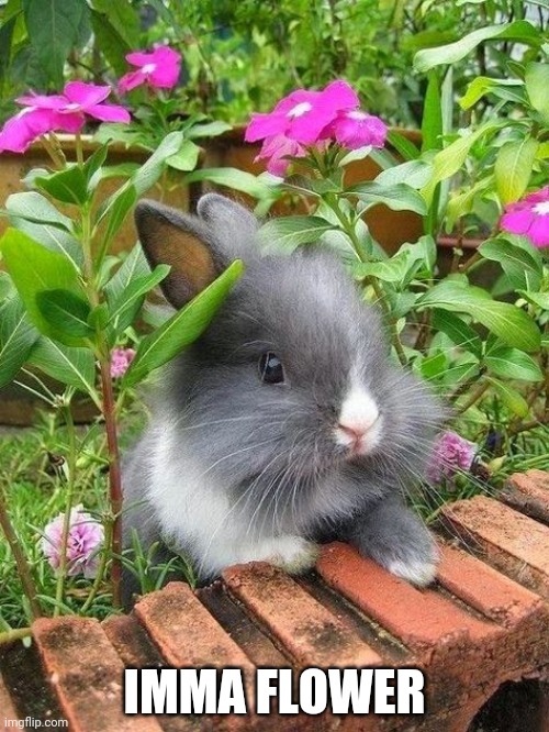 CUTE LITTLE BUNNY | IMMA FLOWER | image tagged in bunnies,rabbits,bunny | made w/ Imgflip meme maker