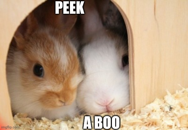 2 BUNNIES 1 HOUSE | PEEK; A BOO | image tagged in bunnies,bunny,rabbits | made w/ Imgflip meme maker