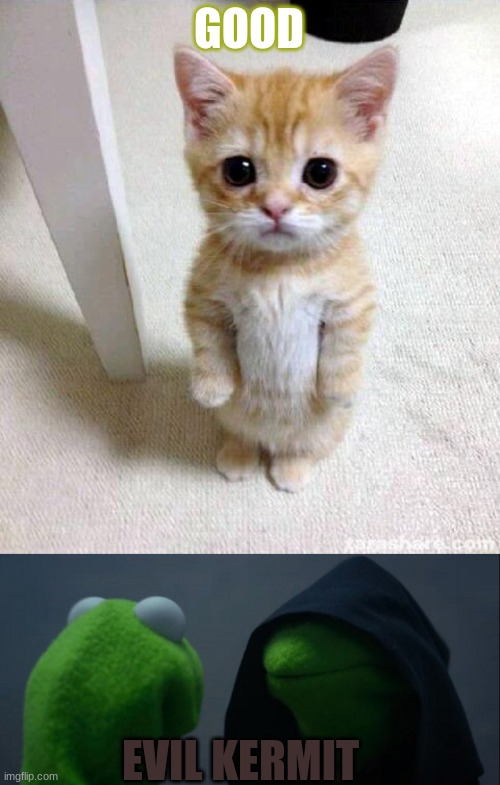 GOOD; EVIL KERMIT | image tagged in memes,cute cat,evil kermit | made w/ Imgflip meme maker