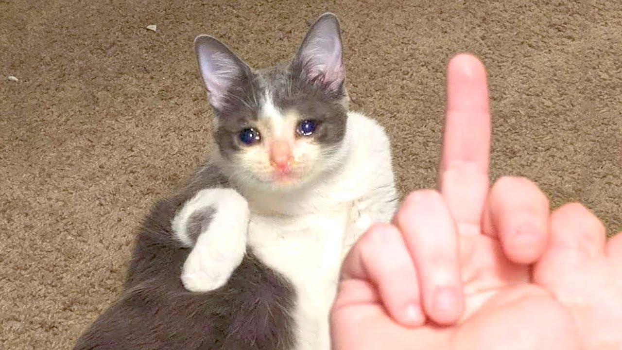 High Quality Middle finger cat Blank Meme Template