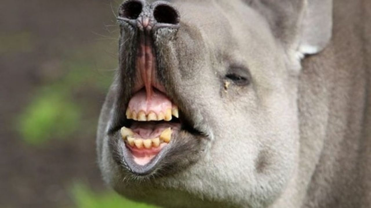 Ugly Animal Blank Template Imgflip