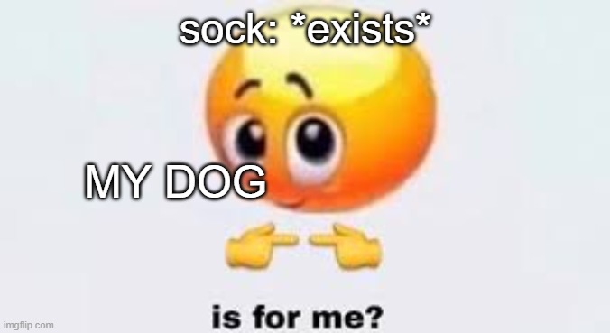 Is for me | sock: *exists*; MY DOG | image tagged in is for me,memes,dogs,socks | made w/ Imgflip meme maker