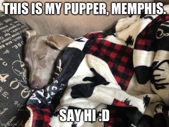 behold, thy memphis | THIS IS MY PUPPER, MEMPHIS. SAY HI :D | image tagged in dog,cute puppy | made w/ Imgflip meme maker