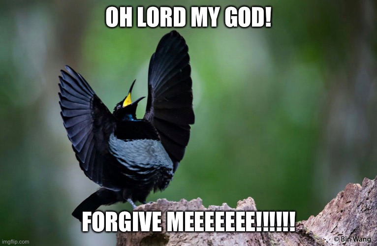 godly birb | OH LORD MY GOD! FORGIVE MEEEEEEE!!!!!! | image tagged in bird | made w/ Imgflip meme maker