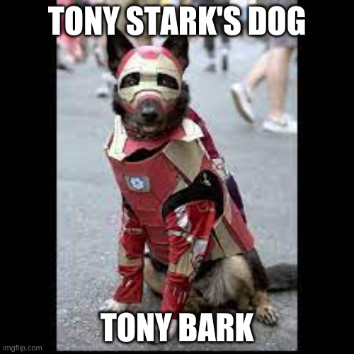 Tony Stark's dog | TONY STARK'S DOG; TONY BARK | image tagged in iron man,tony stark | made w/ Imgflip meme maker